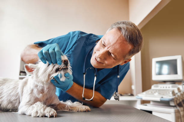 Best Emergency Root Canal Treatment in Olga, FL